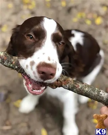 English Springer Spaniel stud dog