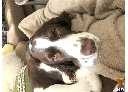 English Springer Spaniel