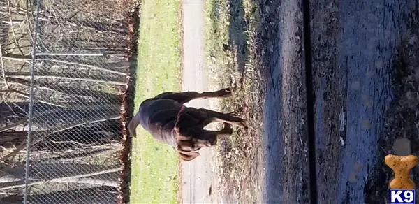 Labrador Retriever stud dog