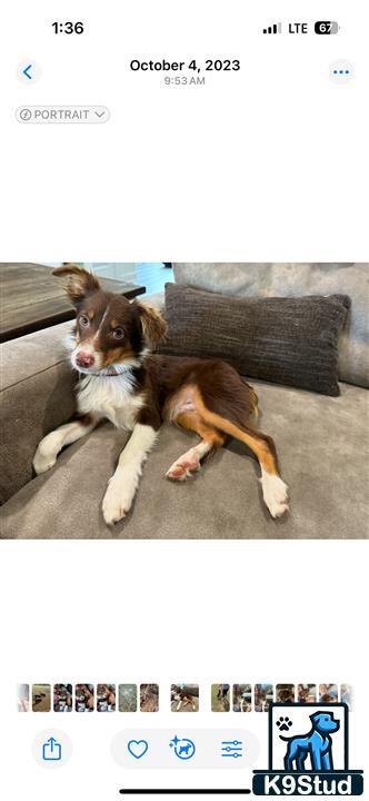 a australian shepherd dog lying on the ground