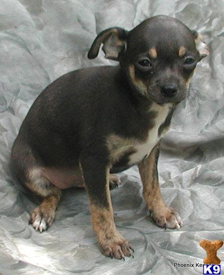 chihuahua puppies for sale in sc chihuahua puppies for sale in sc breeds picture chihuahua puppies for sale in sc chihuahua puppies for sale in sc breeds picture