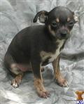chihuahua puppy posted by jorgaone