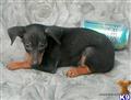 miniature pinscher puppy posted by jorgaone