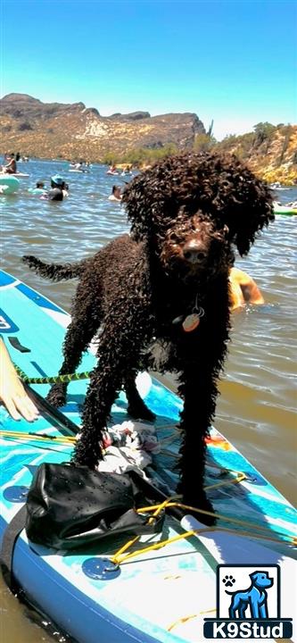 a goldendoodles dog on a surfboard