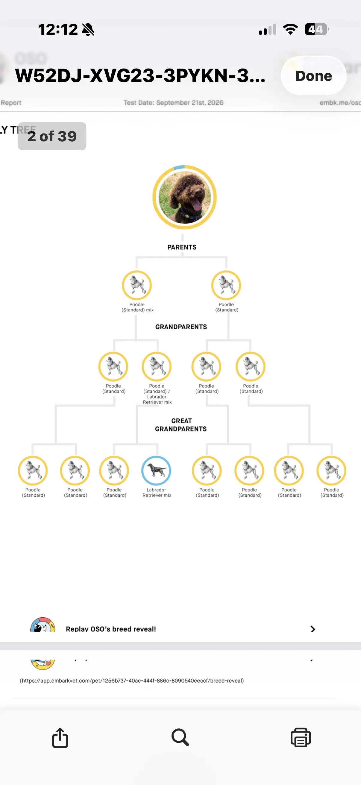 Goldendoodles stud dog: Family tree diagram for a Goldendoodle lineage