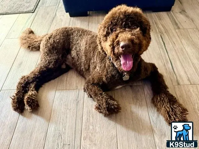 Goldendoodles stud dog: a goldendoodles dog lying on the floor