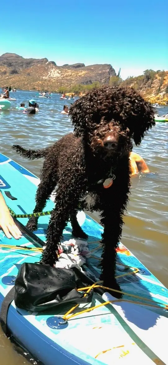 Goldendoodles stud dog: Brown curly-coated dog standing on a paddleboard in water