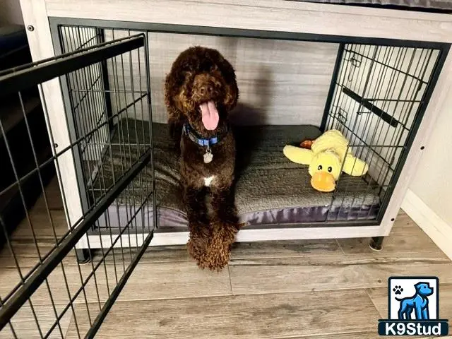 Goldendoodles stud dog: a goldendoodles dog in a cage