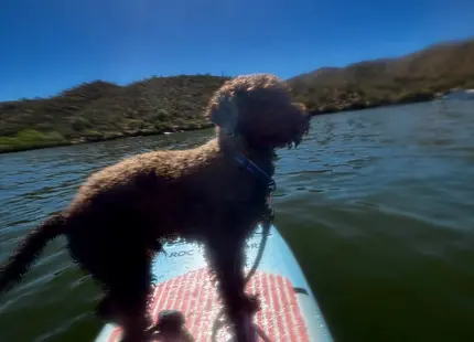 Goldendoodles stud dog: Brown Goldendoodle standing on a paddleboard in a lake