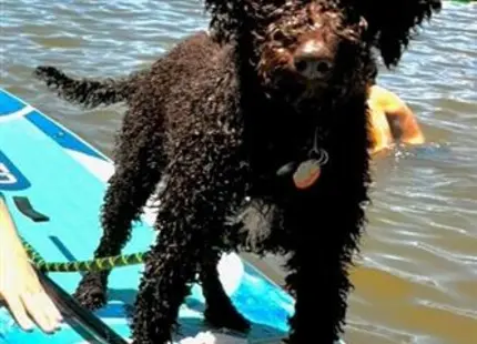 Goldendoodles stud dog: a goldendoodles dog on a surfboard