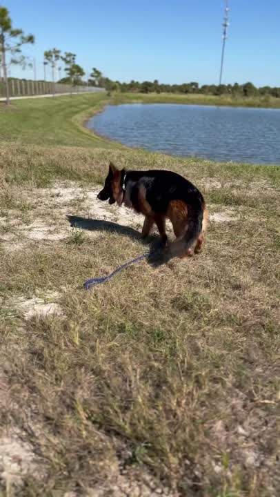 German Shepherd stud dog video