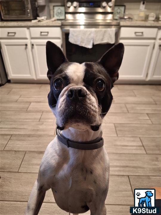 a boston terrier dog sitting on a tile floor