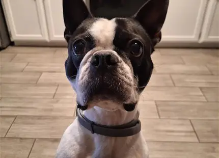 a boston terrier dog sitting on a tile floor