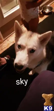 Siberian Husky