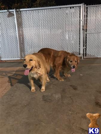 two golden retriever dogs sitting on the ground