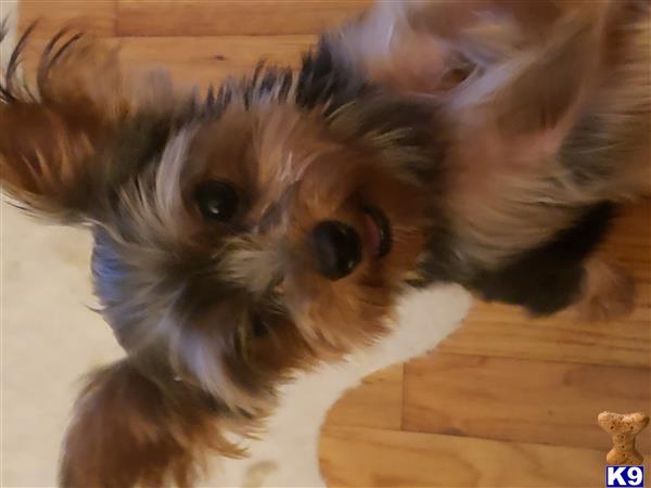 a yorkshire terrier dog lying on the floor
