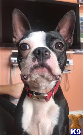 a boston terrier dog wearing a hat