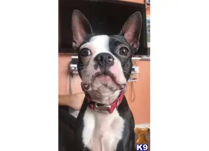 Boston Terrier