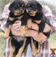 rottweiler breeders in wisconsin rottweiler puppies for sale in wisconsin rottweiler breeders in wisconsin rottweiler puppies for sale in wisconsin