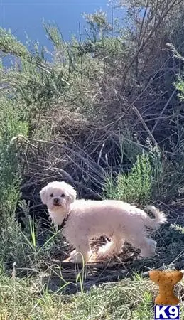 Lhasa Apso stud dog