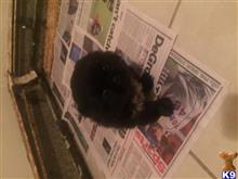 pekingese puppy posted by josephdisnuite