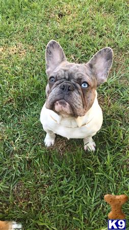 a bulldog dog sitting in the grass