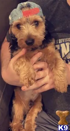Yorkshire Terrier stud dog: a person holding a yorkshire terrier dog