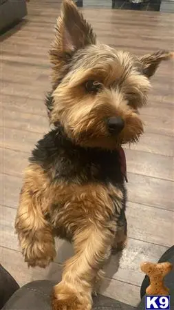 Yorkshire Terrier stud dog: a yorkshire terrier dog sitting on a wood floor