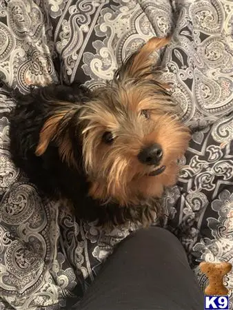 Yorkshire Terrier stud dog: a yorkshire terrier dog sitting on a couch