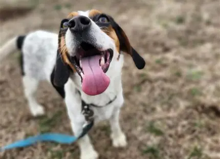 Beagle