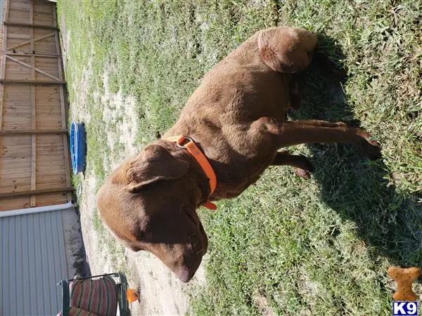 Labrador Retriever stud dog