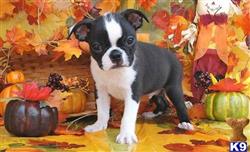 saint bernard puppy posted by joshhulker