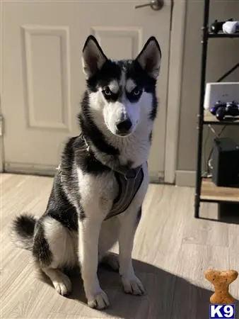 Siberian Husky stud dog