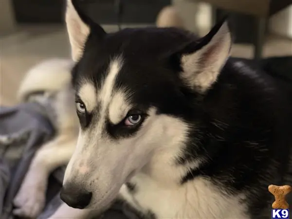 Siberian Husky stud dog