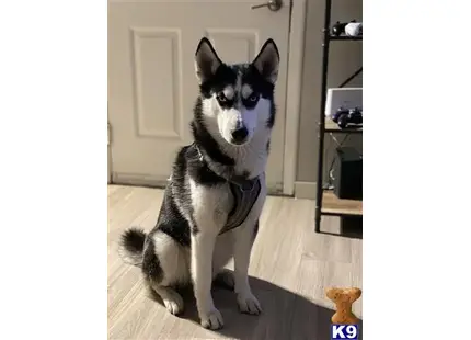 Siberian Husky