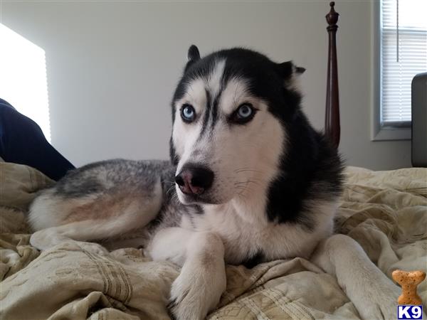 a siberian husky dog lying on a bed