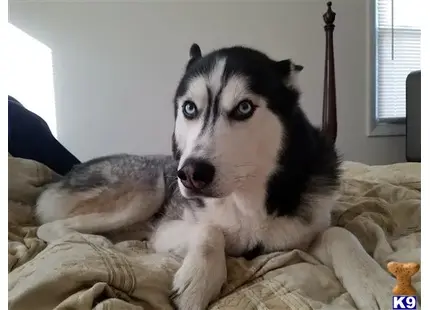 Siberian Husky