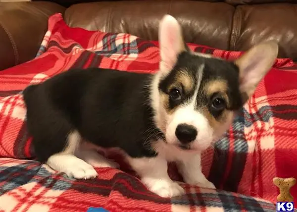 Pembroke Welsh Corgi puppy for sale