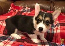 Pembroke Welsh Corgi