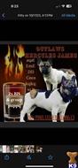 Outlaws Hercules James available French Bulldog puppy located in SOUTH BOSTON