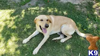 Labrador Retriever stud dog