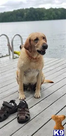 Labrador Retriever stud dog