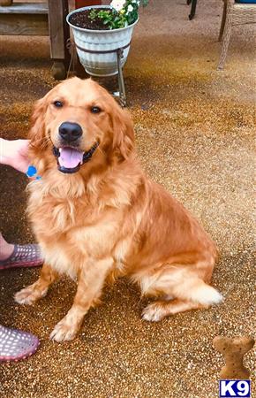 Golden Retriever stud dog