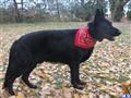 german shepherd puppy posted by jot696969