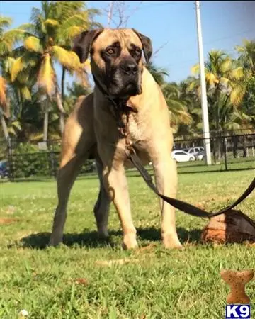 South African Boerboel stud dog