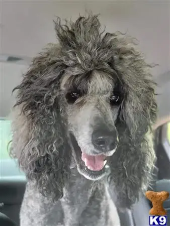 Poodle stud dog: a poodle dog with curly hair