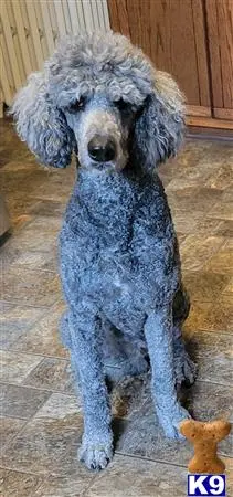 Poodle stud dog: a poodle dog sitting on a tile floor
