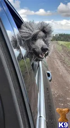 Poodle stud dog: a poodle dog looking out the window of a car