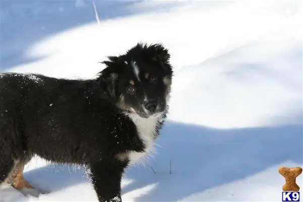 Australian Shepherd puppy for sale: a australian shepherd dog standing in the snow