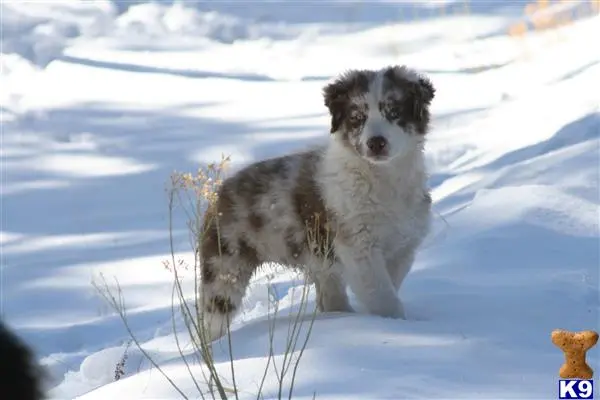 Australian Shepherd puppy for sale: a australian shepherd dog standing in the snow